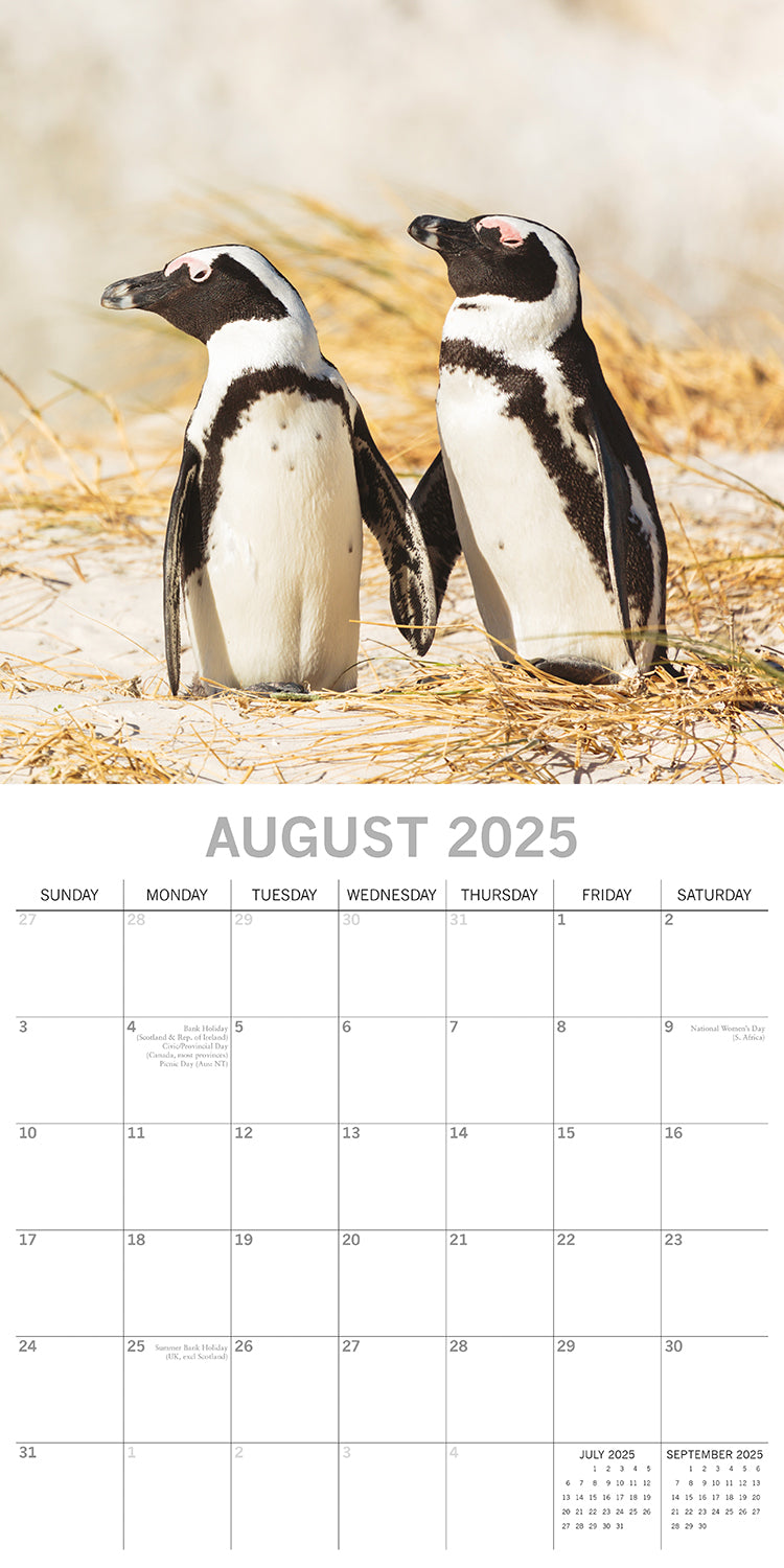 Penguins - 2025 Square Wall Calendar Pets Animals 16 Months Premium Planner Gift