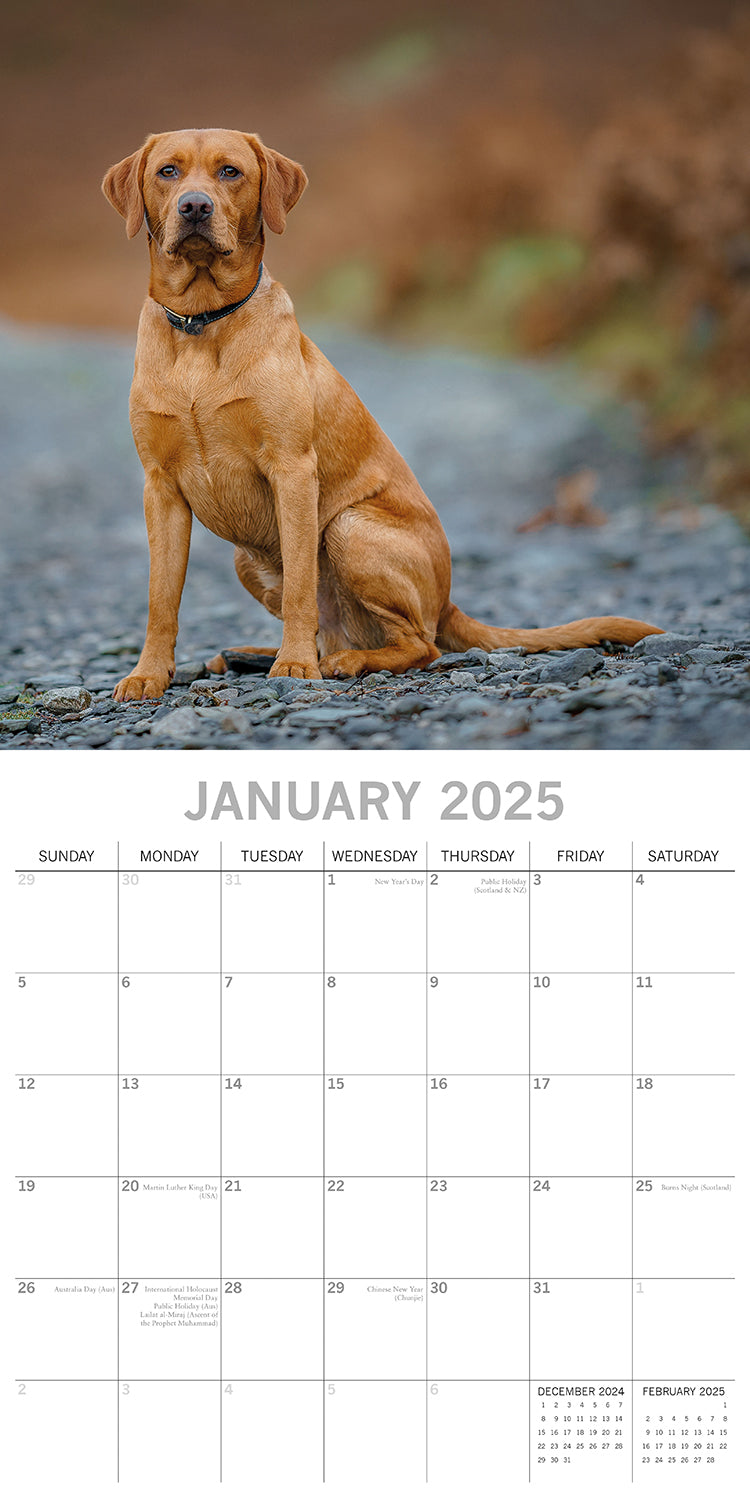 Labradors - 2025 Square Wall Calendar Dogs Pets Animals 16-Month Premium Planner